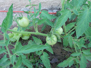 My vegetables garden.